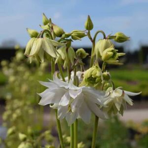 Aquilegia vulgaris var. stellata 'White Barlow' (Barlow Series) (d) ---